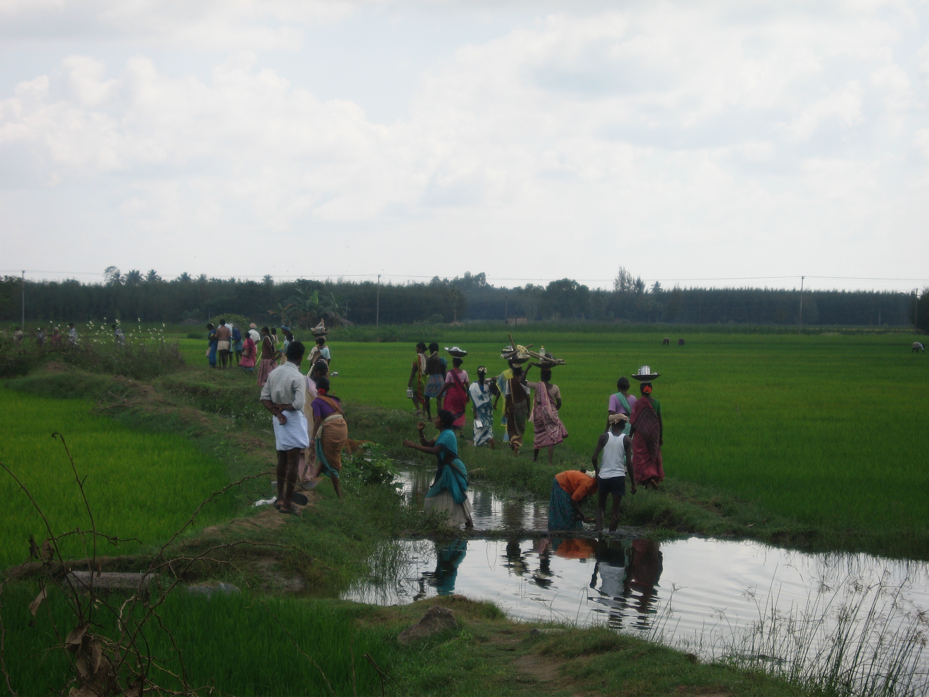 தமிழ்நாட்டில் நெல் வயலில் விவசாயத் தொழிலாளர்கள்